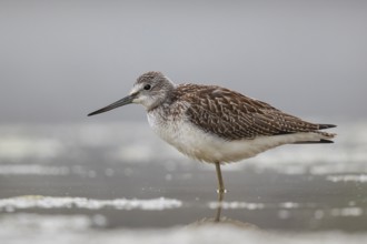 Common Greenshank (Tringa nebularia), North Rhine-Westphalia, Germany