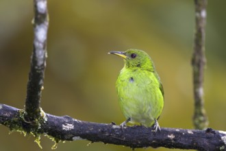 Green Honeycreeper (Chlorophanes spiza) female, Bahia, Brazil