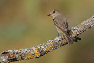 Spotted Flycatcher (Muscicapa striata) perched on lichen branch, Andalusia, Spain