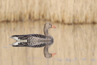 Greylag goose (Anser anser), swimming, North Rhine-Westphalia, Germany