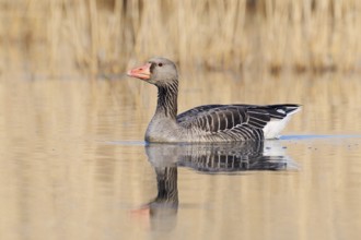 Greylag goose (Anser anser), swimming, North Rhine-Westphalia, Germany