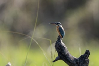 Kingfisher (Alcedo atthis), sitting on a dead tree trunk, Bandhavgarh National Park, Bahannara,
