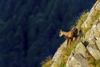 A chamois climbs up a steep rocky slope, in front of a dark forest, chamois, chamois, (Rupicapra