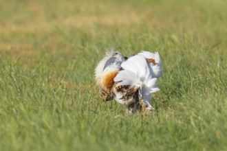 Great Bustard (Otis tarda), mating in a meadow, steppe bird, extremely rare bird species,