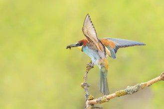 Bee-eater (Merops apiaster) adult bird landing on a thin branch, wildlife, mating, migratory bird,