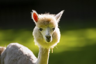Alpaca (Lama pacos), portrait, captive, Zoo Augsburg, Bavaria, Germany