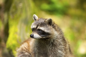 Common raccoon (Procyon lotor), portrait, Bavaria, Germany