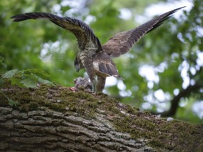 Buzzard with spread wings above its prey on a branch, Berlin, Germany