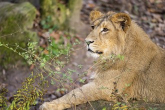 Asiatic lion (Panthera leo persica), lying on the ground, captive, habitat in India
