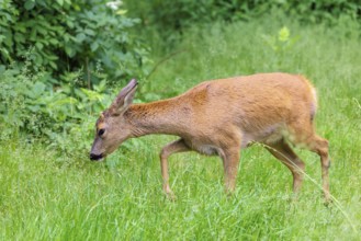 A female roe deer (Capreolus capreolus) crosses a green meadow. Bavaria, Germany