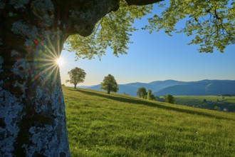 A beech tree stands on a green hill with a view of a sunny mountain landscape, spring,
