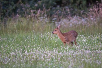 Roe deer (Capreolus capreolus), young fawn, Vulkaneifel, Rhineland-Palatinate, Germany