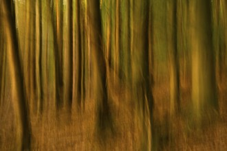 Forest at sunset. ICM (Intentional Camera Movement), blurred. Hollmuth, Neckargemünd, Rhine-Neckar