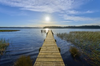 A wooden jetty juts out into the lake, surrounded by reeds and under a clear sky, Lake Mahinapua,
