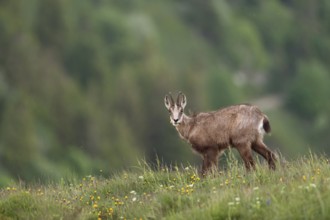 Where have all the flowers gone... Chamois (Rupicapra rupicapra), chamois feeding on grasses and