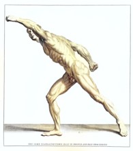 Anatomy, symbolic, man, side view of the gladiator in the Villa Borghese, Rome, Italy, anatomical