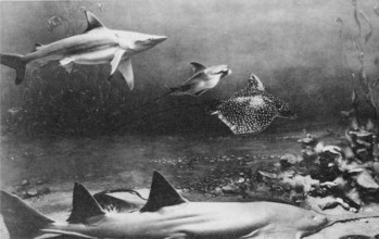 Underwater scene, photomontage ca. 1930s, showing: Grey reef shark (Carcharhinus amblyrhynchos),