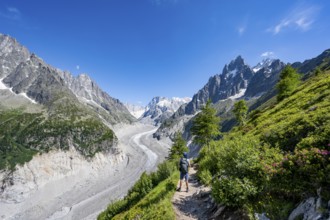 Picturesque mountain landscape with blooming alpine roses, imposing mountain peaks and glaciers,