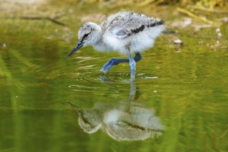 A bird moves carefully over the water, surrounded by nature, Avocet, (Recurvirostra avosetta),