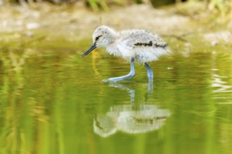 A young bird walks with its reflection on the water surface, Avocet, (Recurvirostra avosetta),