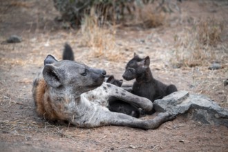 Spotted hyena (Crocuta crocuta), adult female with cubs, lying down, suckling her cubs, Kruger