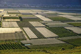 Apple orchards, vineyards, hail nets, monoculture, near Tramin an der Weinstraße, Unteretsch, South