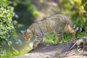 European wildcat (Felis silvestris silvestris) on an old tree trunk, Hesse, Germany