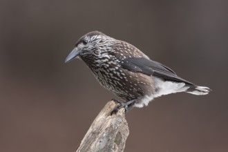 Spotted Nutcracker (Nucifraga caryocatactes), Carinthia, Austria