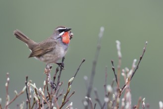Siberian Rubythroat - Rubinkehlchen - Luscinia calliope, Russia (Ural), adult male