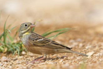 Ortolan, Ortolan Bunting, Emberiza hortulana, Bruant ortolan, Escribano Hortelano