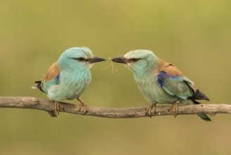 European Roller (Coracias garrulus) pair perched on a branch, Serbia