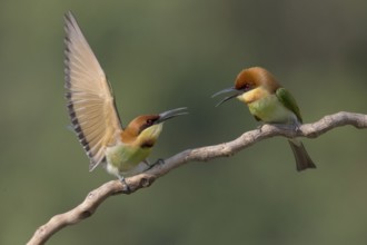 Chestnut-headed Bee-eater (Merops leschenaulti) disputing, perched on a branch, Penang, Malaysia