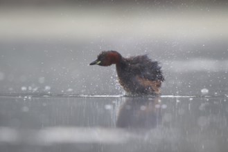Little Grebe (Tachybaptus ruficollis) shaking feathers, North Rhine-Westphalia, Germany