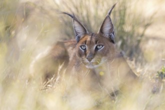Caracal (Caracal caracal) portrait, Castile-La Mancha, Spain
