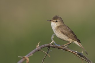 Blyths Reed Warbler - Buschrohrsänger - Acrocephalus dumetorum, Russia (Ural)