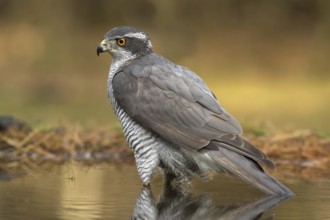 Havik man in vijver, northern goshawk male in pond