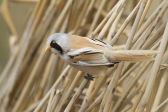 Bearded Reedling - Bartmeise - Panurus biarmicus ssp. russicus, Kazakhstan, adult male