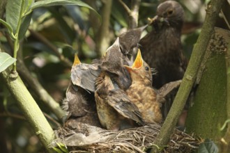 Common Blackbird (Turdus merula) with chicks, Lower Saxony, Germany