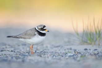 Common Ringed Plover (Charadrius hiaticula), Texel, Netherlands
