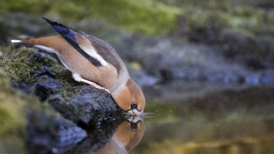Hawfinch (Coccothraustes coccothraustes) drinking at waterhole, Saxony-Anhalt, Germany