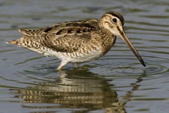 Swinhoe's Snipe (Gallinago megala), Western Australia, Australia
