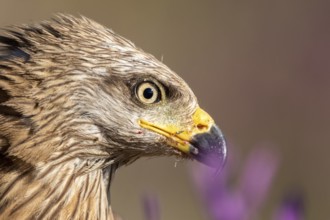 Black Kite (Milvus migrans), Madrid, Spain