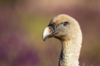 Griffon Vulture (Gyps fulvus), Madrid, Spain
