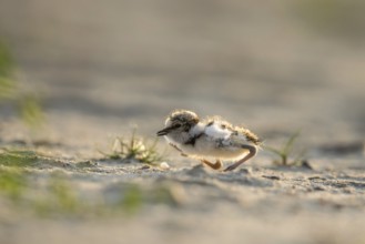 Little Ringed Plover (Charadrius dubius) chick, North Rhine-Westphalia, Germany
