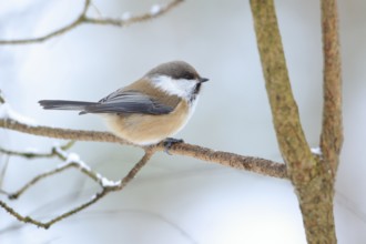 Grey-headed Chickadee (Poecile cinctus lapponicus) perched on a branch, Lapland, Finland