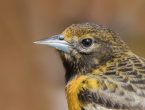 Baltimore Oriole, Icterus galbula, portrait in Saskatoon, Saskatchewan
