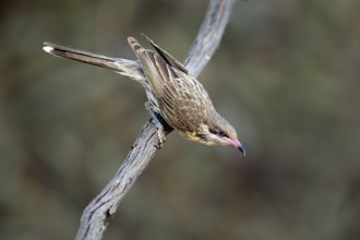 Spiny-cheeked Honeyeater (Acanthagenys rufogularis) perched on a branch, Victoria, Australia