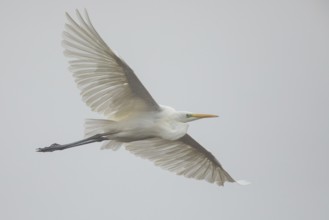 Great Egret (Ardea alba) flying, Baden-Wuerttemberg, Germany
