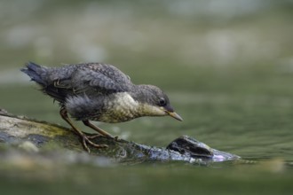 White-throated Dipper (Cinclus cinclus) juvenile foraging, North Rhine-Westphalia, Germany