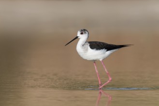 Black-winged Stilt (Himantopus himantopus) foraging, Eilat, Israel